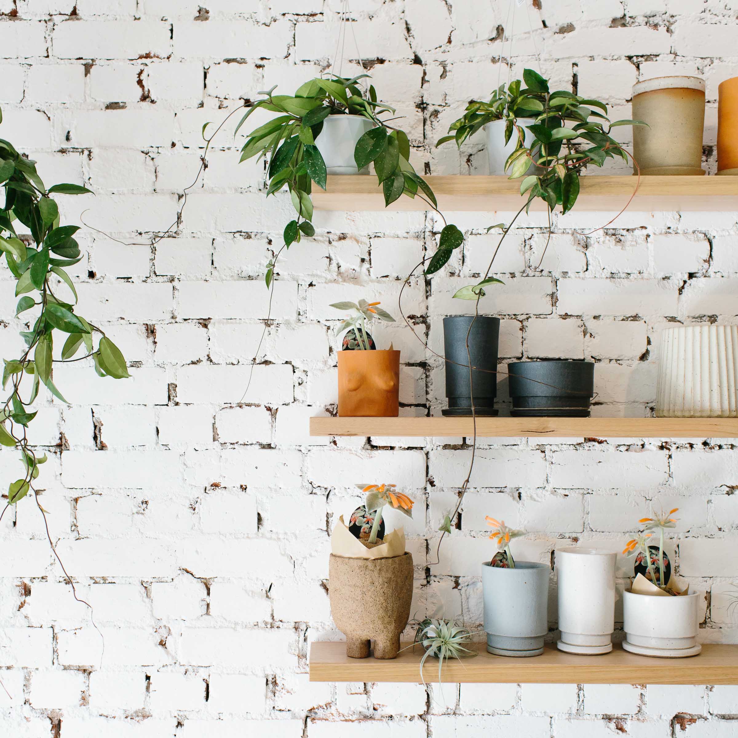 Local Melbourne ceramicists work on display at plant store Nature Boy Nrth