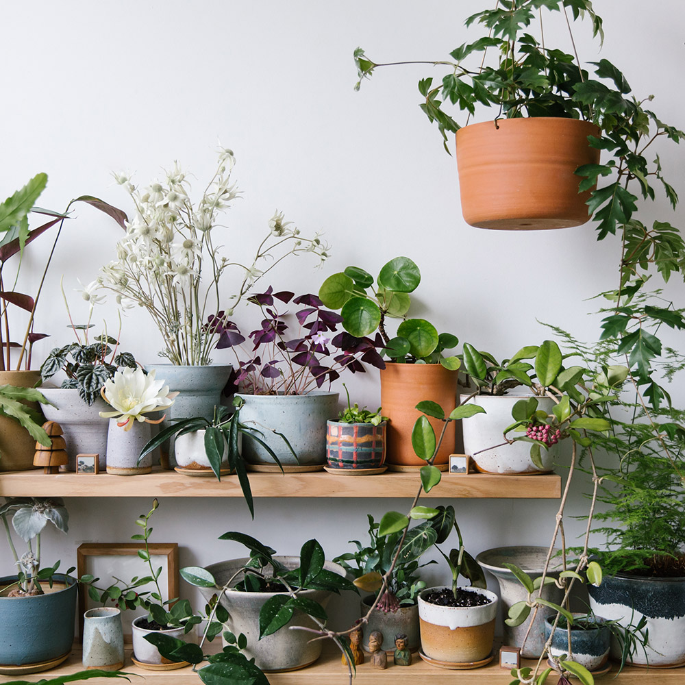 In the studio at Leaf and Thread surrounded by potted indoor planters