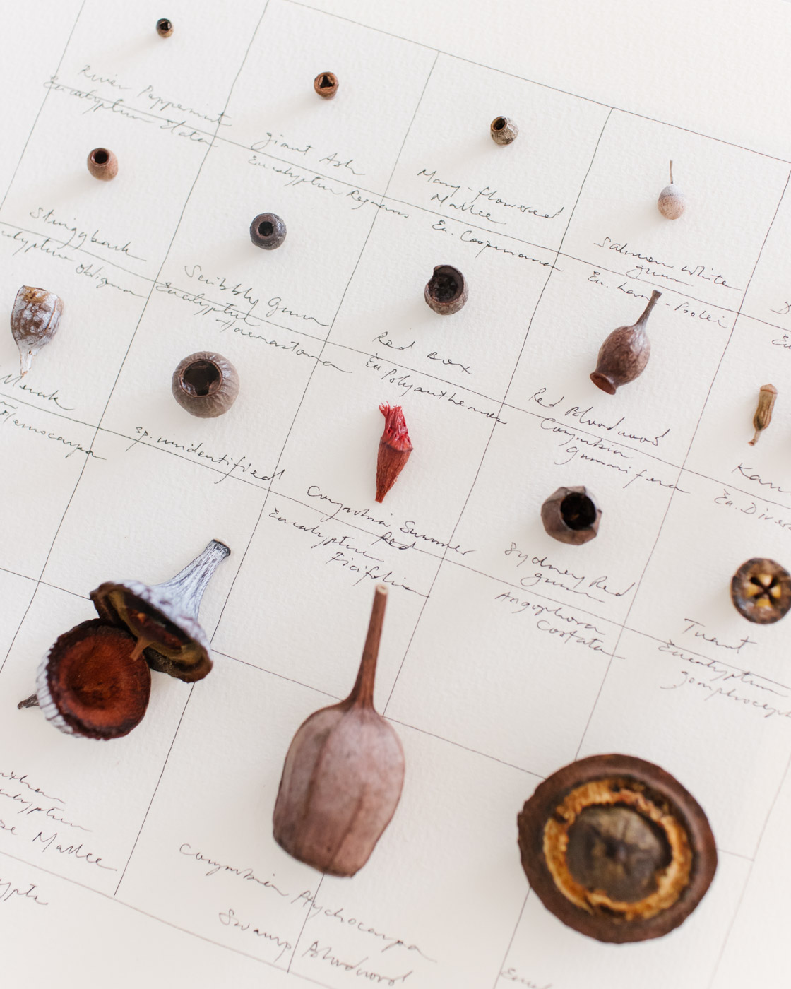 Close up of botanical artwork featuring individual gum nuts and found natives in Sydney